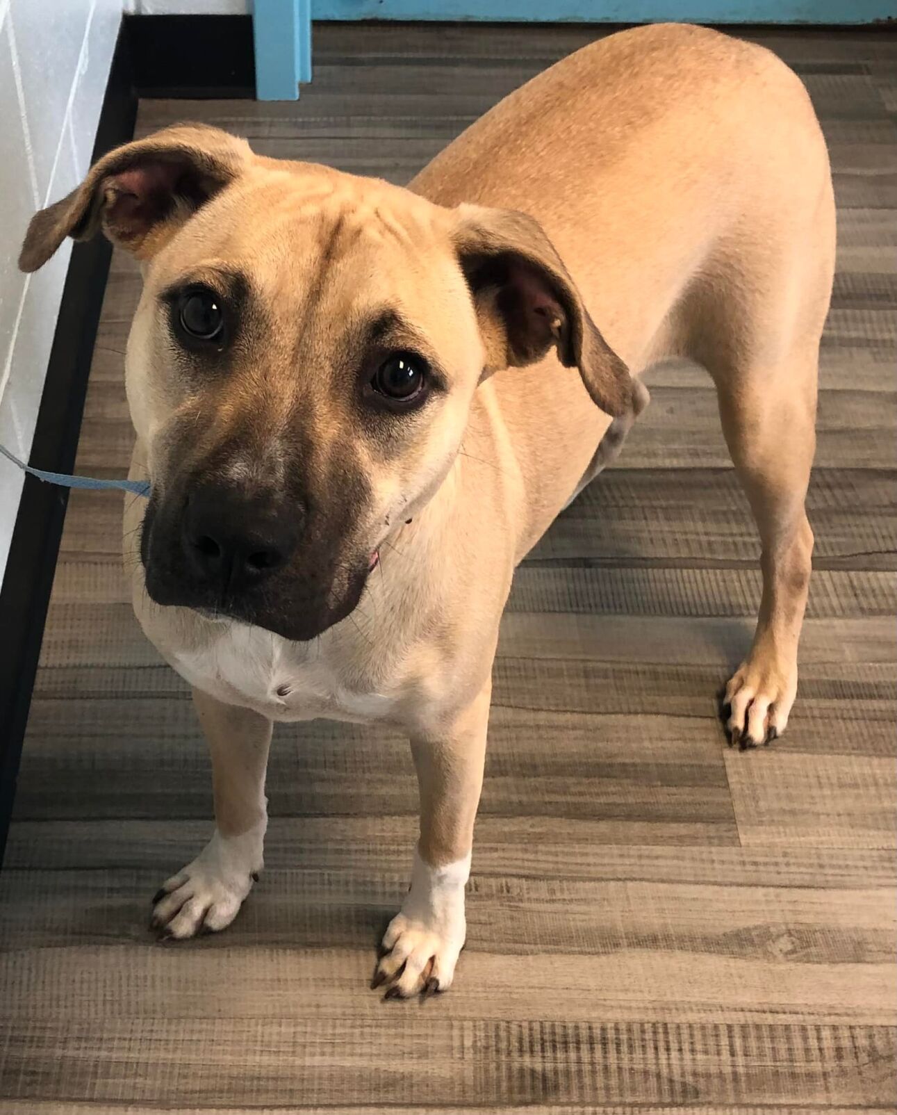 PHOTOS: Pets Accessible for Adoption at Henry County Animal Management | galleries 83 Darla.jpg